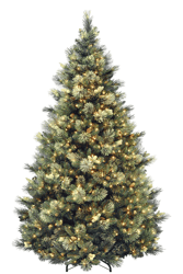 Best Christmas Tree